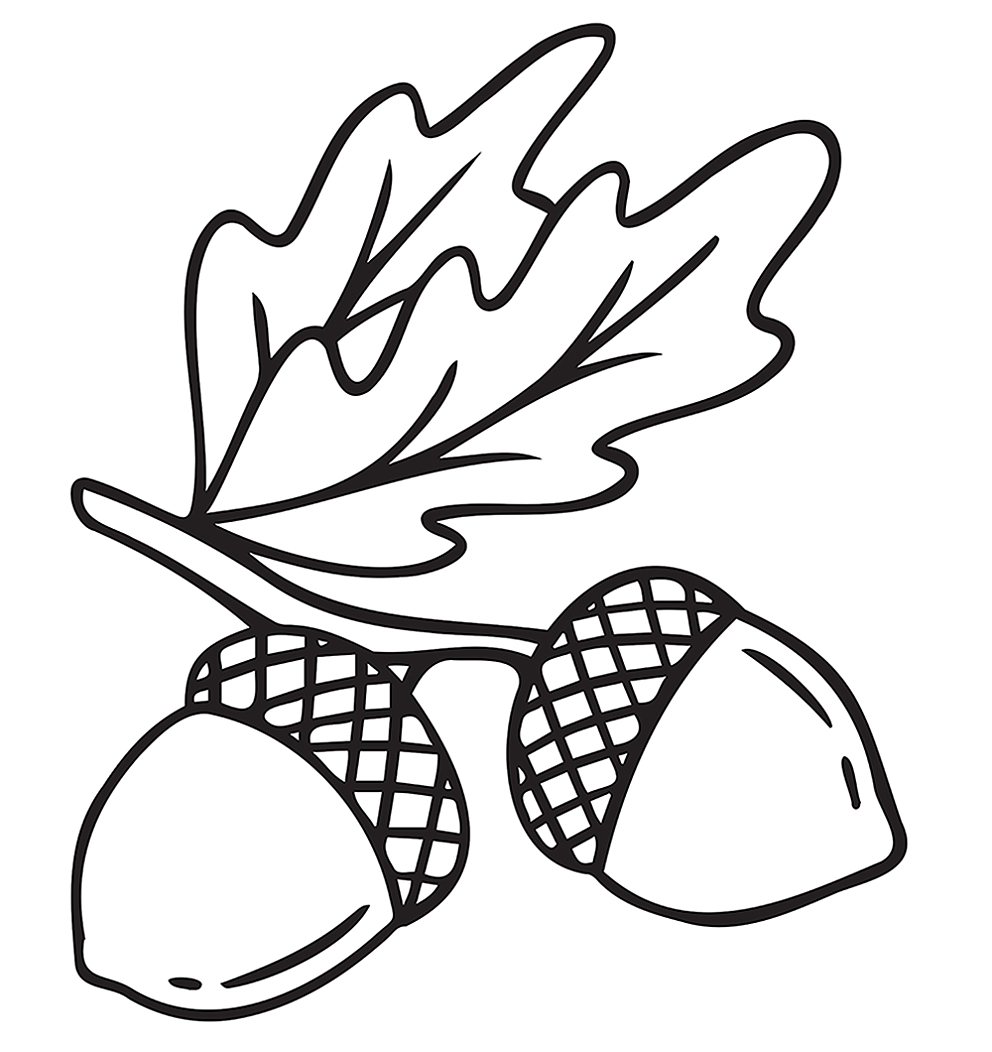 Acorn